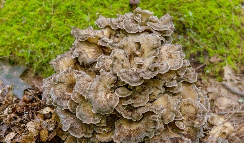    Shutterstock/FOTODOM