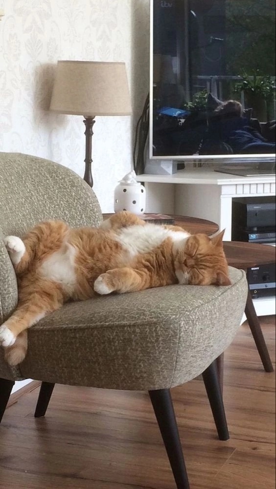 иллюстрация из яндекс картинки.