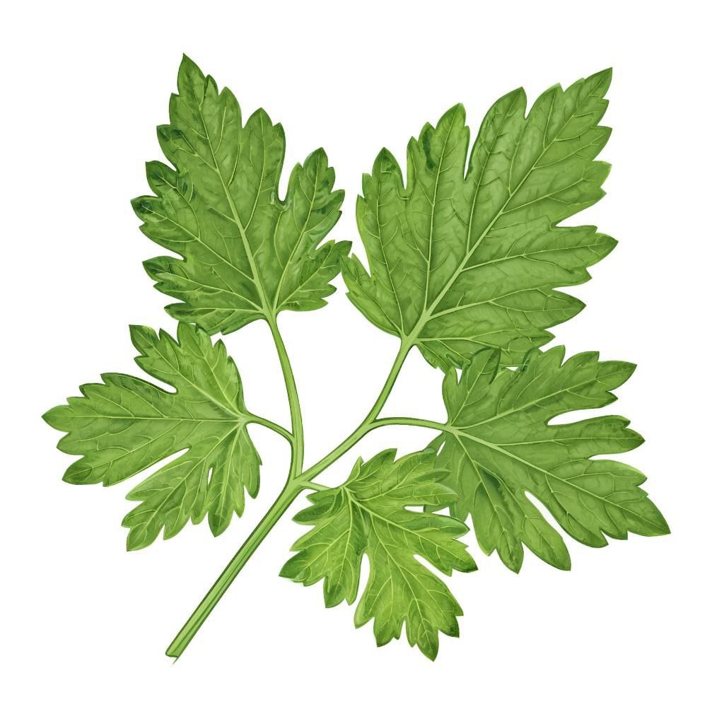 картинка с изображением пищевой зелени для иллюстрации статьи.