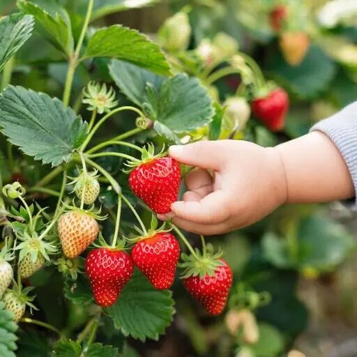   Когда созревает клубника Мария Казённова