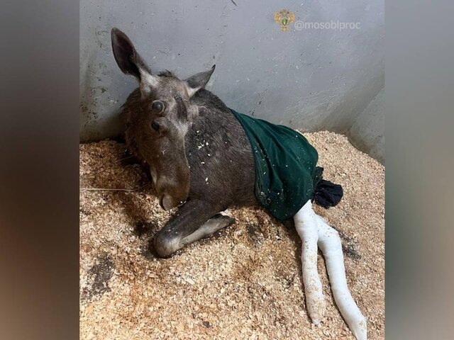    Фото: телеграм-канал "Прокуратура Московской области"