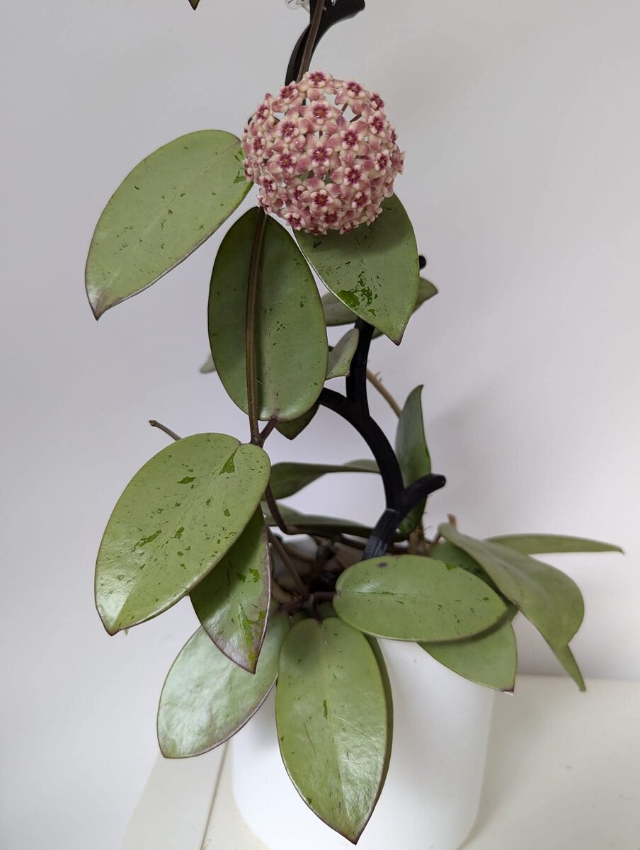 hoya cv. «Silver Dollar» - Hoya MB001 X Hoya meliflua (фото: Angieszka Grajek)