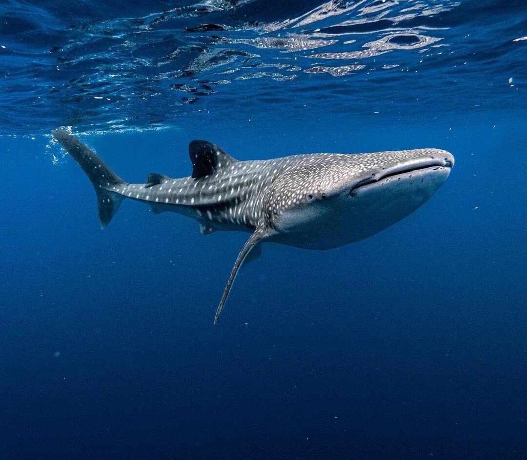 Китовая акула