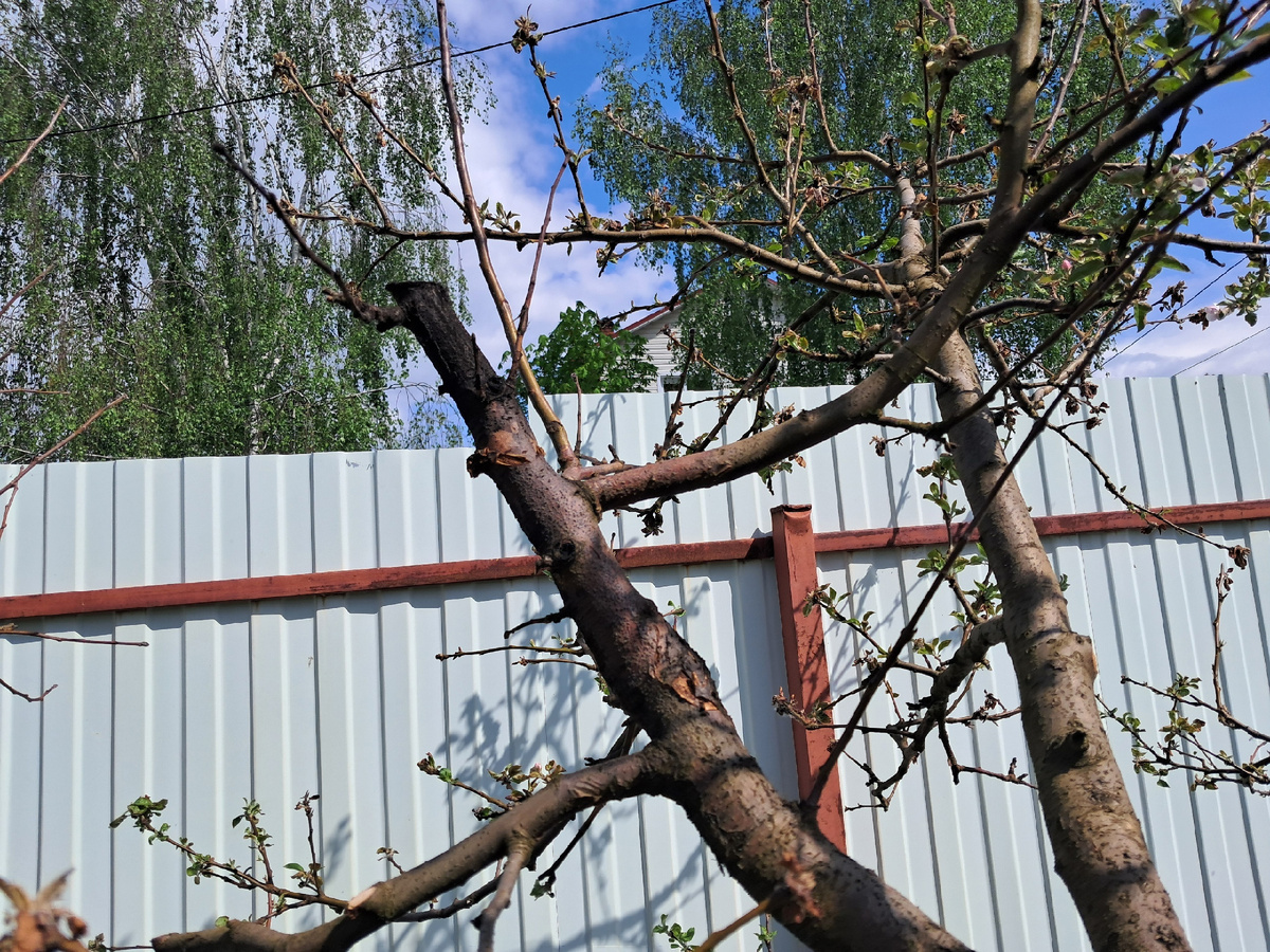 Рак у яблони