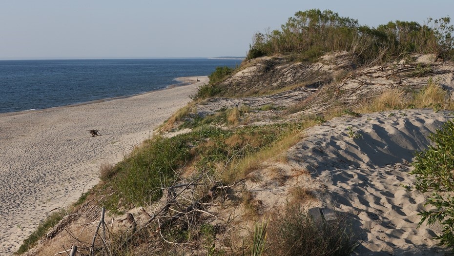    Куршская коса в Калининградской области, Россия. Автор фото: Екатерина Ветохина/ТАСС