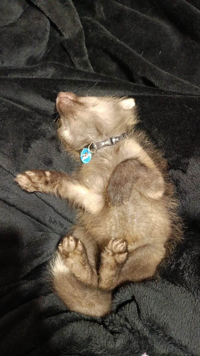 Вот так он у нас спит)