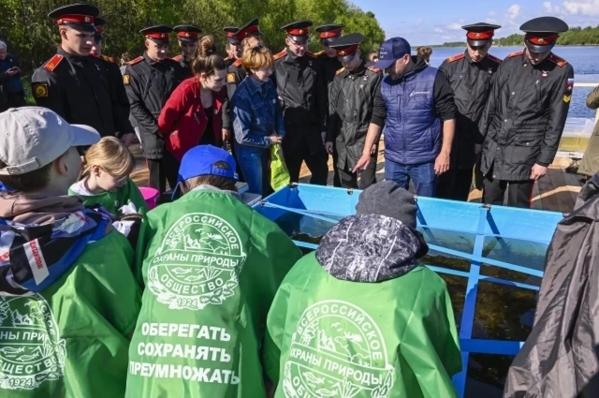    В Тверской области в Волгу выпустили более 5,5 тысяч штук молоди стерляди