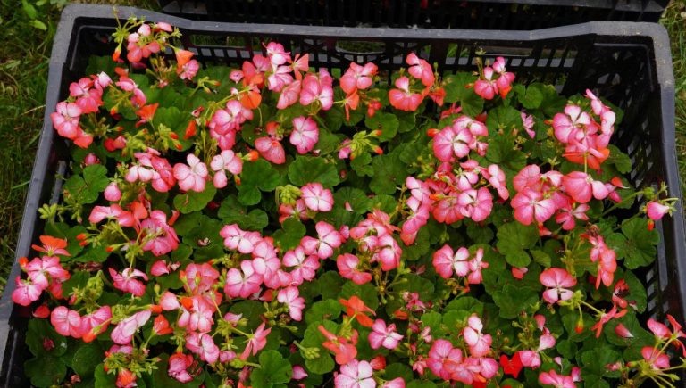    В Оренбурге планируется засадить цветами более 27 000 квадратных метров Оренбуржье