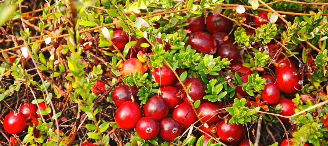 Фото из Яндекса