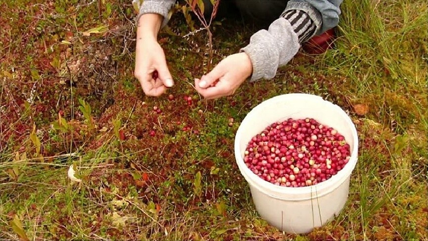 Фото из Яндекса