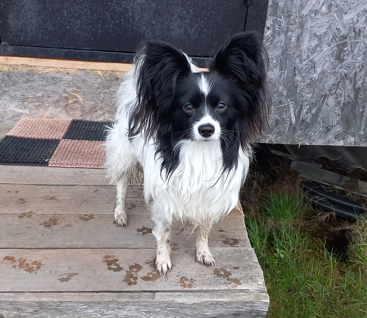 Грязный, мокрый, но довольный дачник