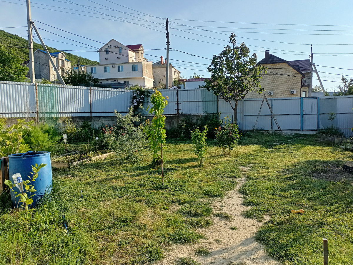 Это, конечно, не газон, в классическом значении этого слова. Просто постриженная трава.