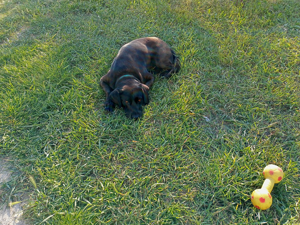 Тоник украшает собой газон