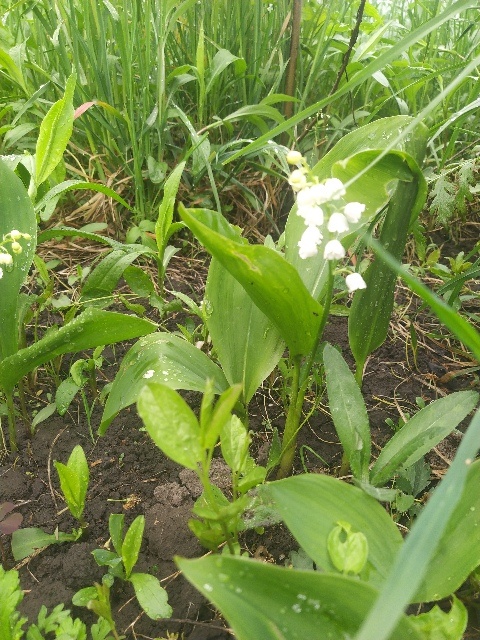 Ландыши прекрасно растут и размножаются под деревьями