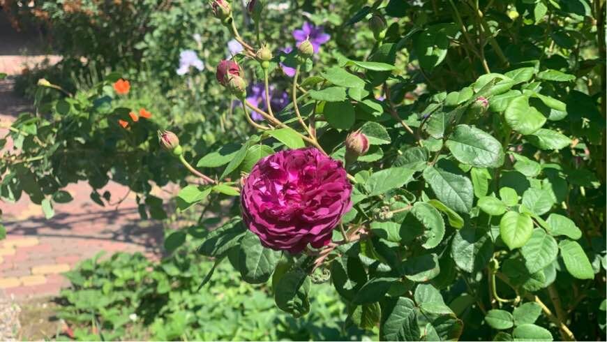 Зацветают розы и шиповник - в природе наступает фенологическое лето. Фото автора канала