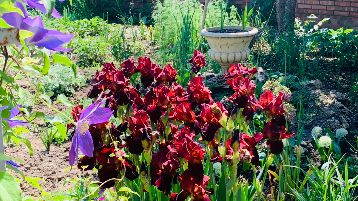 Ирисы бушуют этой весной после обильных осадков. Фото автора канала