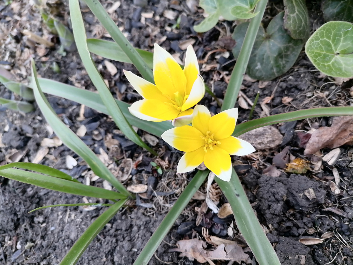 Видовые тюльпаны