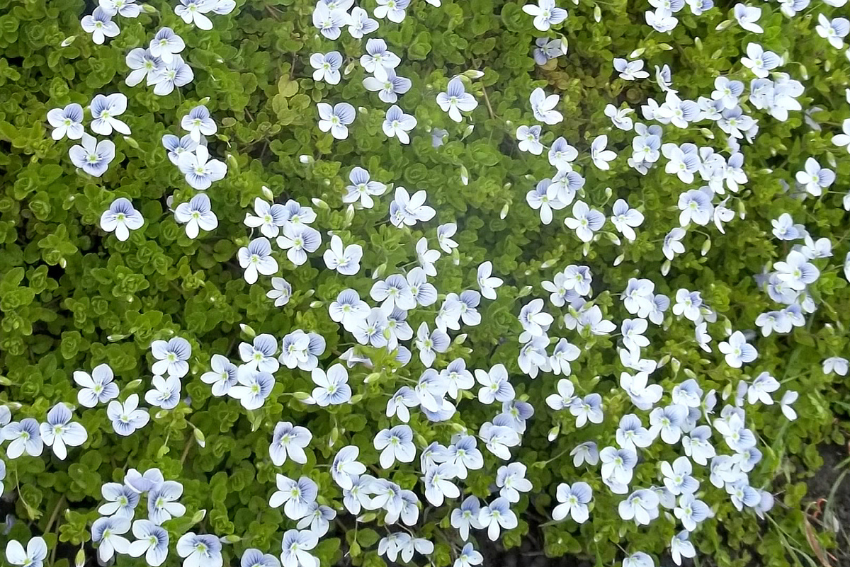 Вовсю цветет вероника