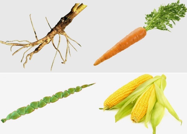 Морковь, кукуруза и их древние предки