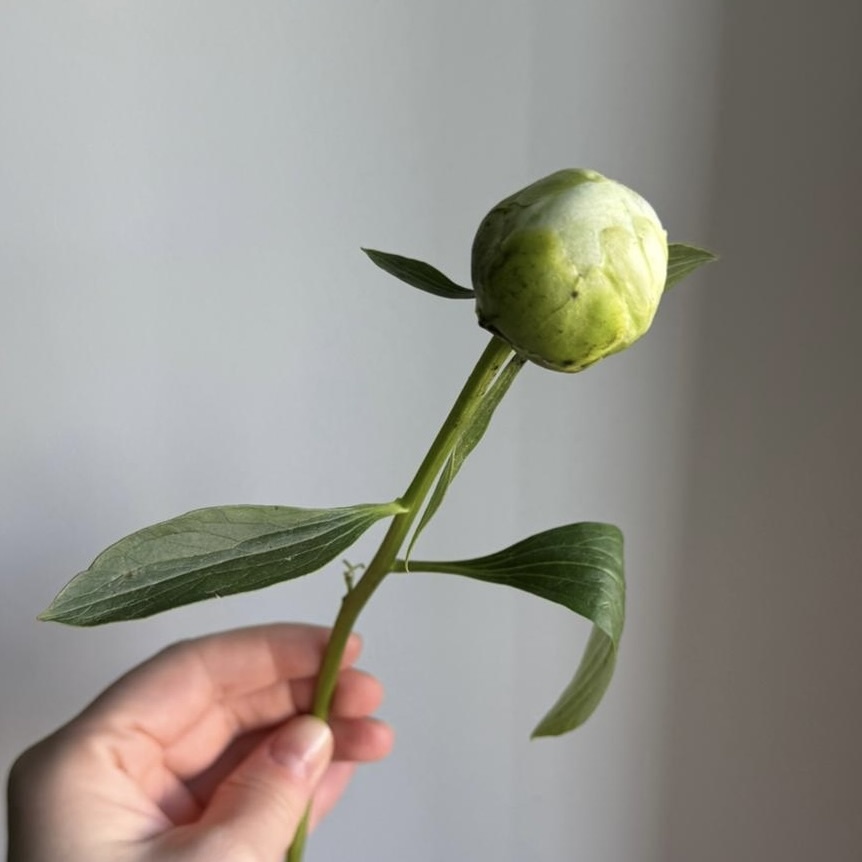 Слишком плотный бутон

Пион в тугом бутоне способен простоять в вазе до двух недель. Но за стойкость приходится платить: есть вероятность, что он так и не раскроется. Слишком закрытые цветы нередко «засыпают» – и остаются шарами до самого конца