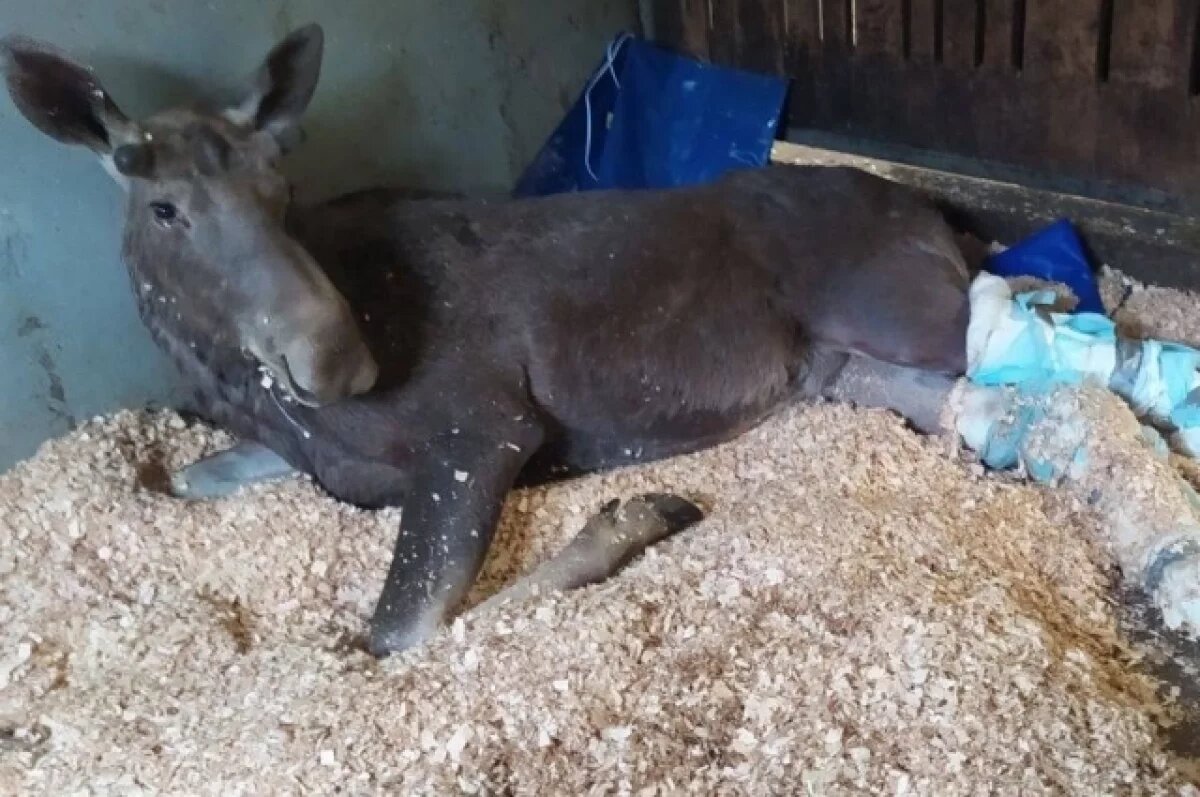    Спасенного в Подмосковье лосенка готовят к операции