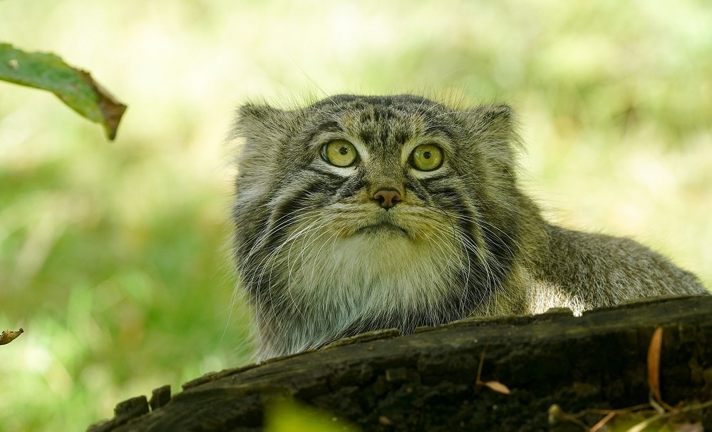    От панды до трубкозуба