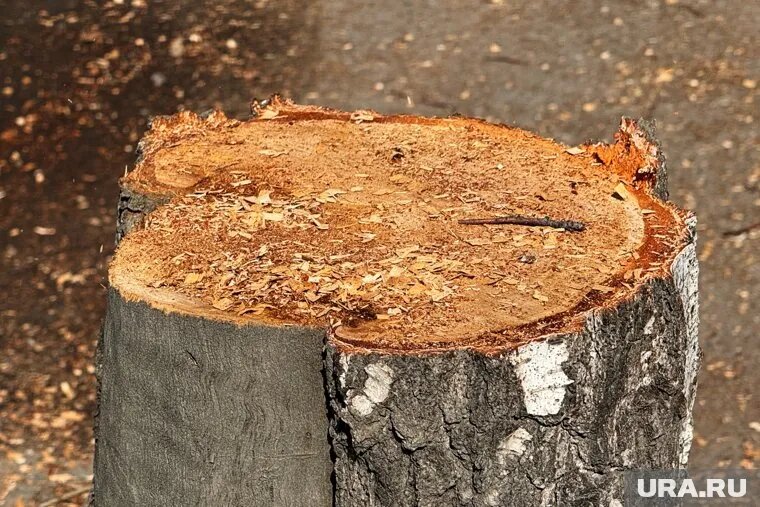 Виновник инцидента — управляющая компания, которая не обеспечила безопасность при проведении работ по кронированию деревьев. Фото: Екатерина Сычкова © URA.RU