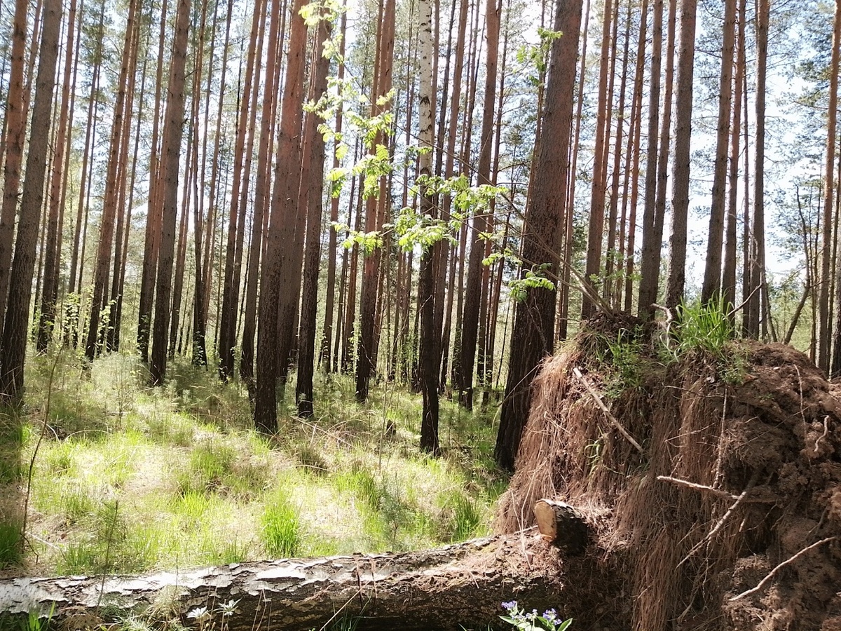На поваленном дереве продолжается жизнь