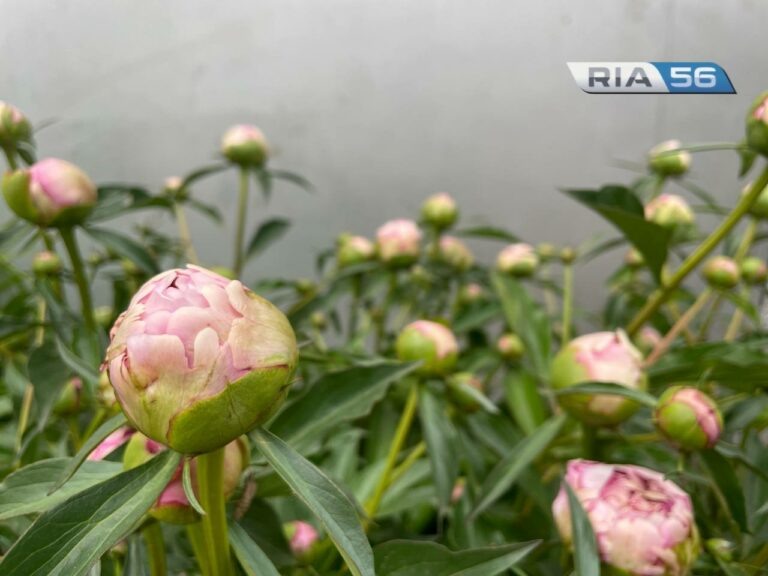    Город в цвету. Оренбург украсят более 27 000 кв. метров цветников Марина Шарт