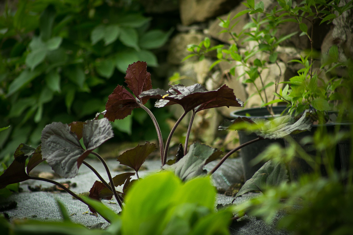 Фото Елена Якимова / Greenfingers