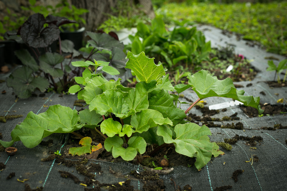 Фото Елена Якимова / Greenfingers