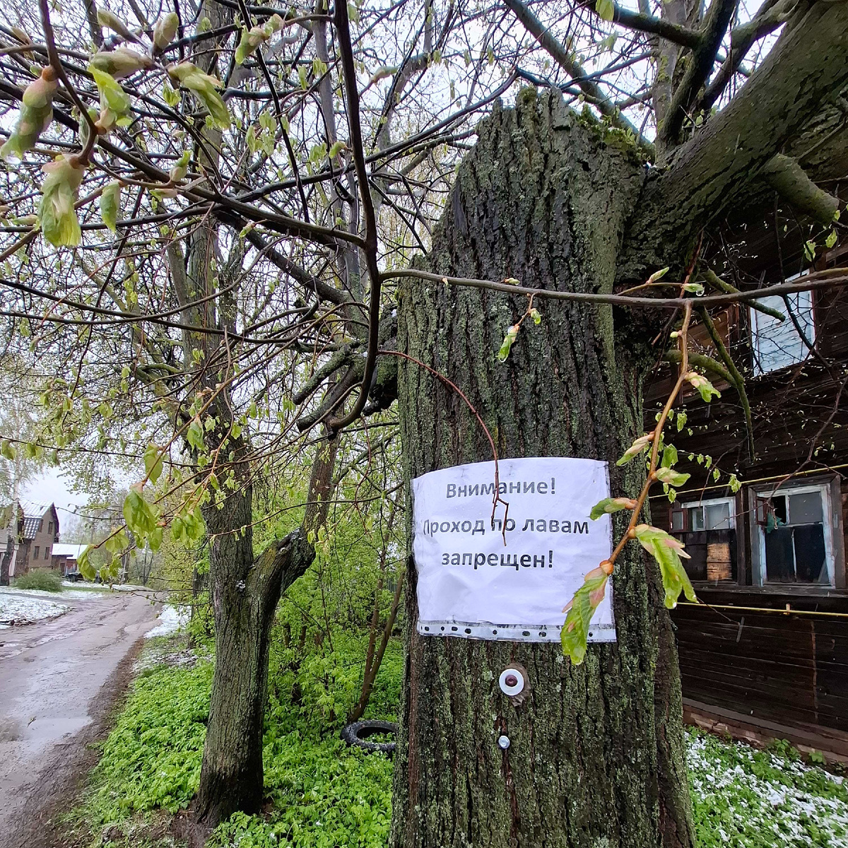 Май 2025 г. Шуя, 3-й Нагорный переулок. По лавам?!  Фото автора.