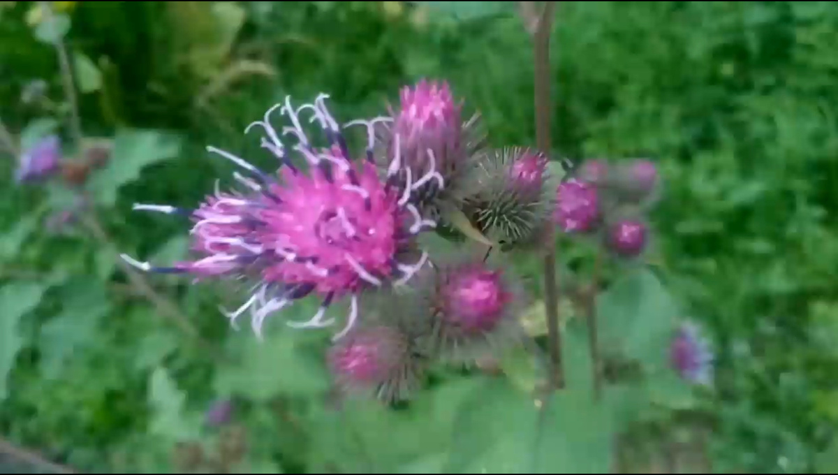 Лопух в цветущем виде