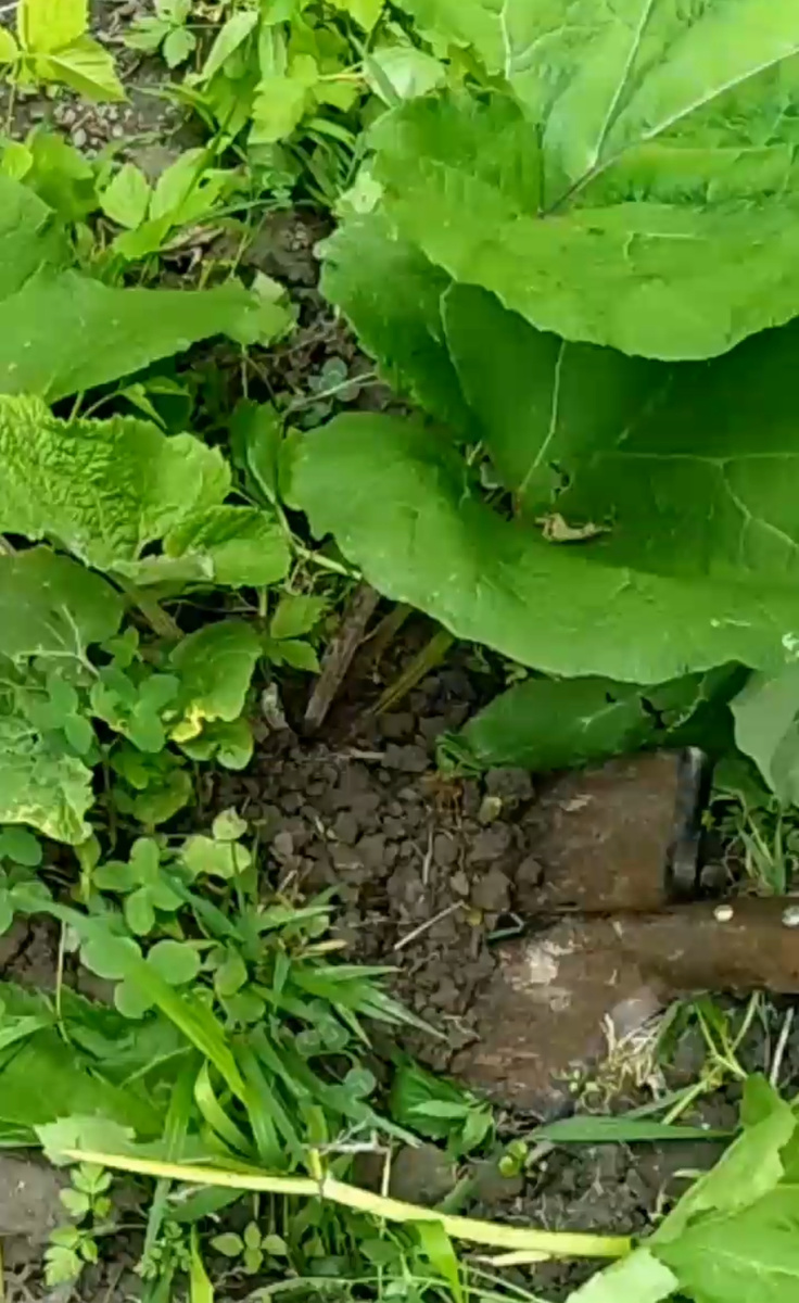 Выкапываем, это не легко, надо постараться!