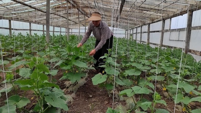    В теплицах под Оренбургом поспели огурцы Оренбуржье