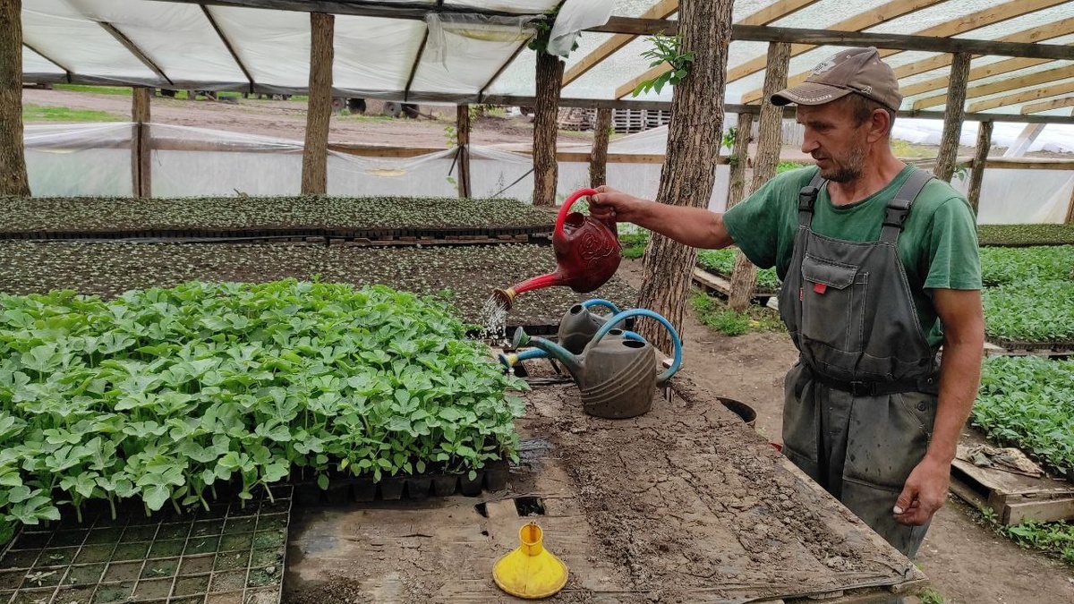     В теплицах под Оренбургом поспели огурцы Оренбуржье
📷    В теплицах под Оренбургом поспели огурцы Оренбуржье
📷    В теплицах под Оренбургом поспели огурцы Оренбуржье
📷    В теплицах под Оренбургом поспели огурцы Оренбуржье
📷    В теплицах под Оренбургом поспели огурцы Оренбуржье

