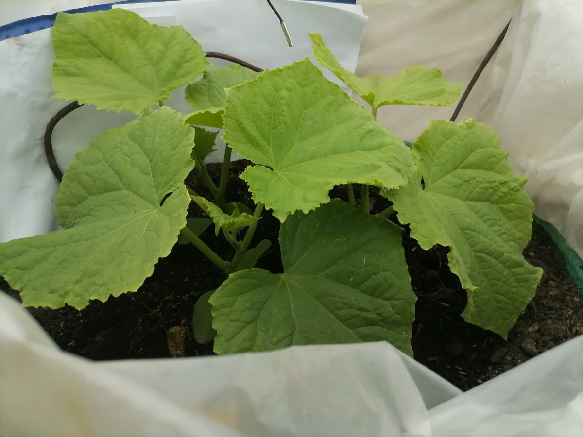 Огурцы в парнике из бочки, фото автора