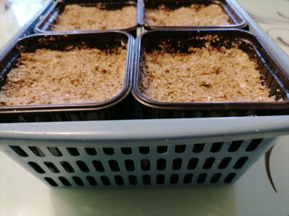 Проросшие семена сажаю в опилки, фото автора