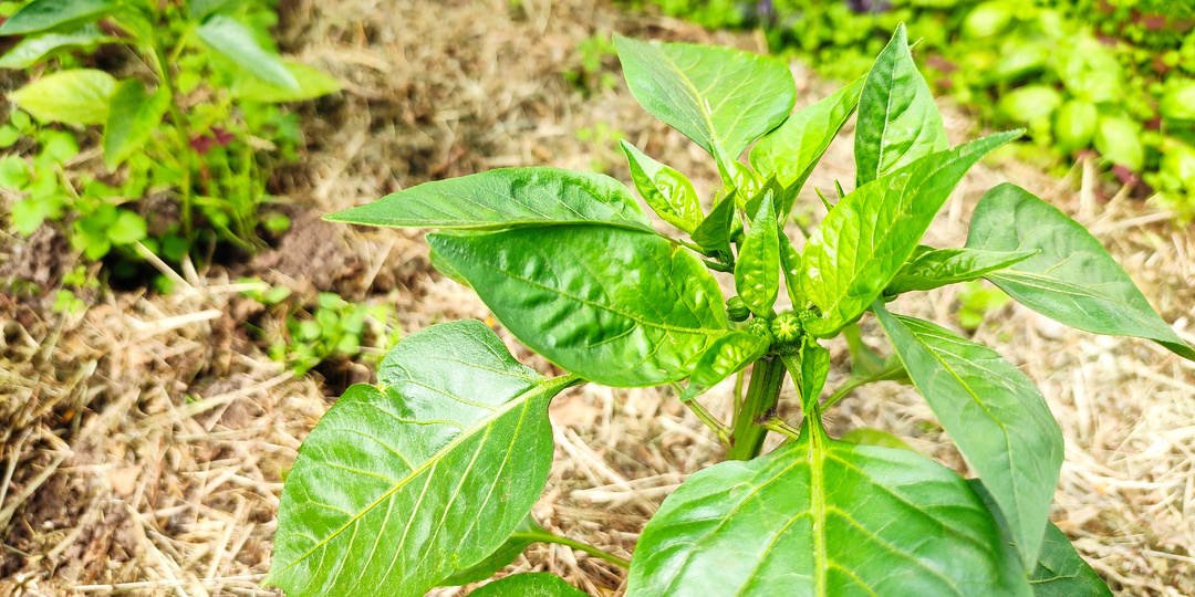 Забудьте про жёлтые листья! Этот раствор вернул здоровье моим перцам