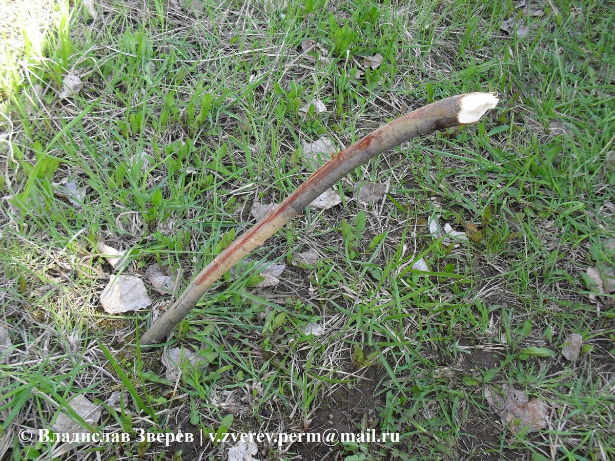 Фото 1. Указующая стрелка.