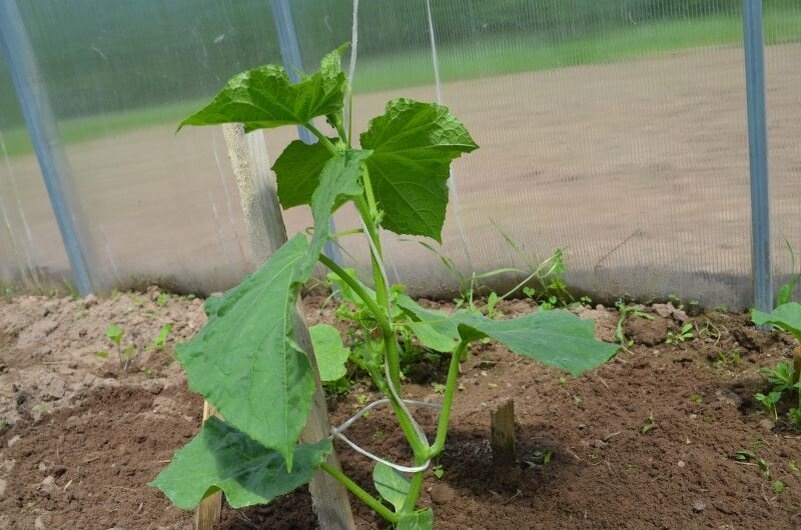 Что мешает огурцам расти. 8 факторов, которые нельзя игнорировать