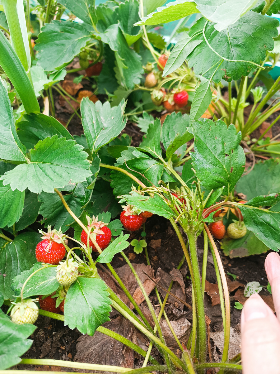 Моя любимая ягода