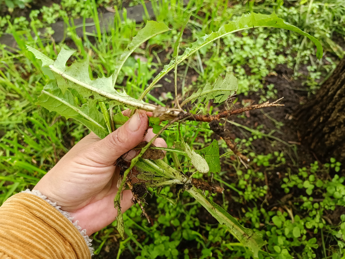 Одуванчики по сравнению с колокольчиками - просто Божий цветок