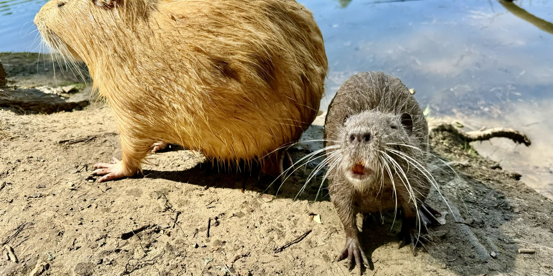 Едем из Тулы — в Богородицкий дворец-музей и на нутриевую ферму