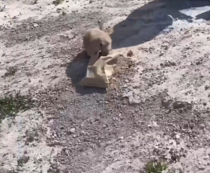    Украл пачку еды и сбежал: на видео попал хитрый суслик