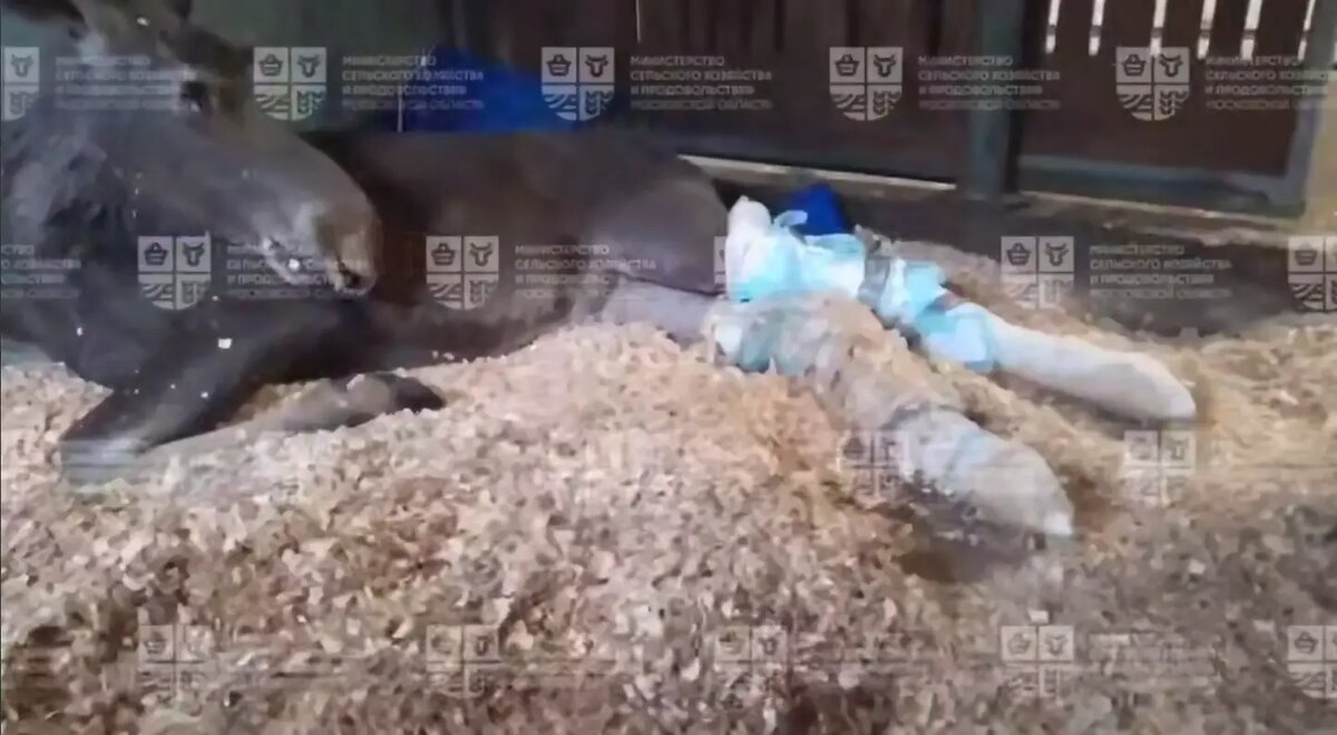    Фото: скриншот видео из telegram-канала Минсельхоза Московской области