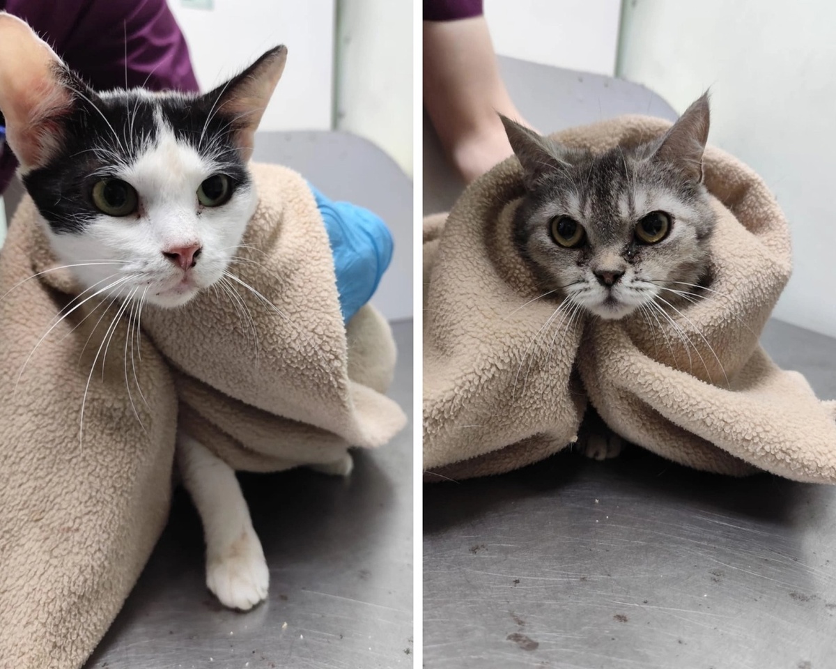 Калипсо и Велюра