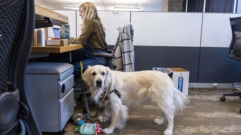 Источник фото https://www.aboutamazon.com/news/workplace/how-much-does-amazon-love-dogs-just-ask-one-of-the-8-000-pups-that-work-here