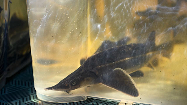 В Твери в Волгу выпустили 5,5 тысячи мальков стерляди. Губернатор лично участвовал