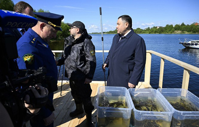 В Твери в Волгу выпустили 5,5 тысячи мальков стерляди. Губернатор лично участвовал